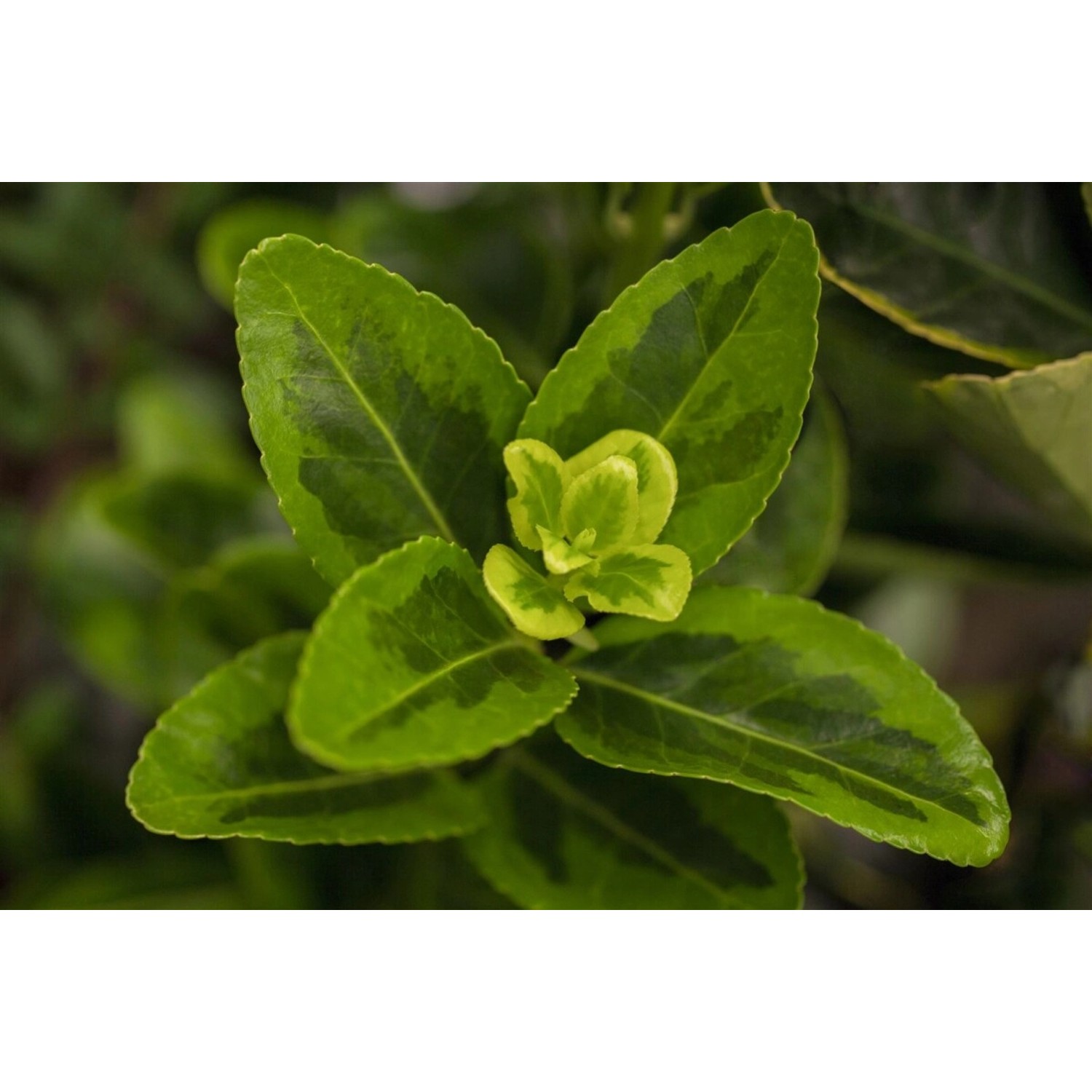 Euonymus Japonicus Aureomarginatus Spindelstrauch Gelb-Grün 30–40 cm günstig online kaufen