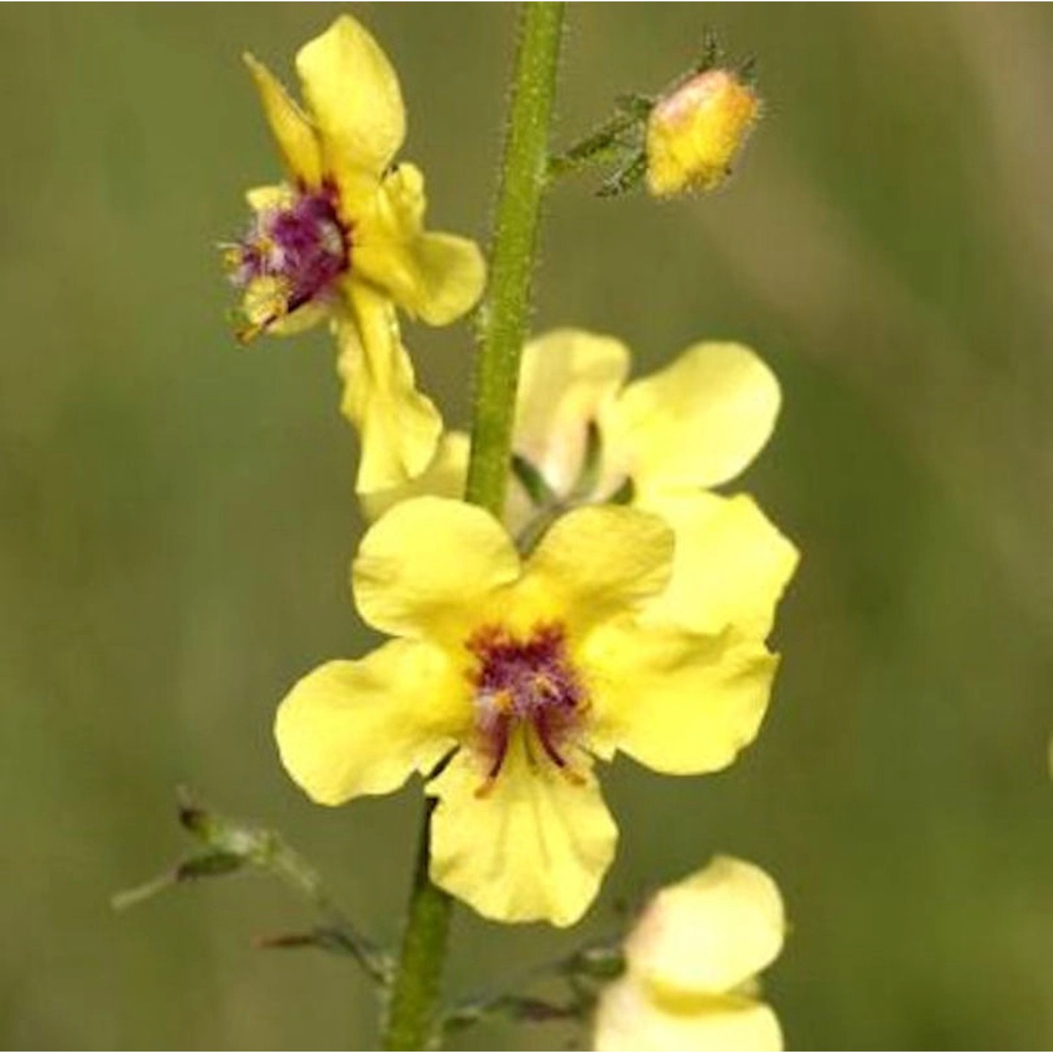 Französische Königskerze - Verbascum chaixii günstig online kaufen