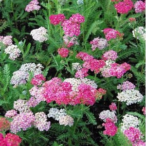 Schafgarbe 'Wesersandstein' mit rosa und weißen Blüten im Garten.
