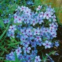 Blühender Waldphlox 'Chattahoochee' im 9x9 cm Topf, zarte, blaue Blüten mit pinkfarbenem Auge.