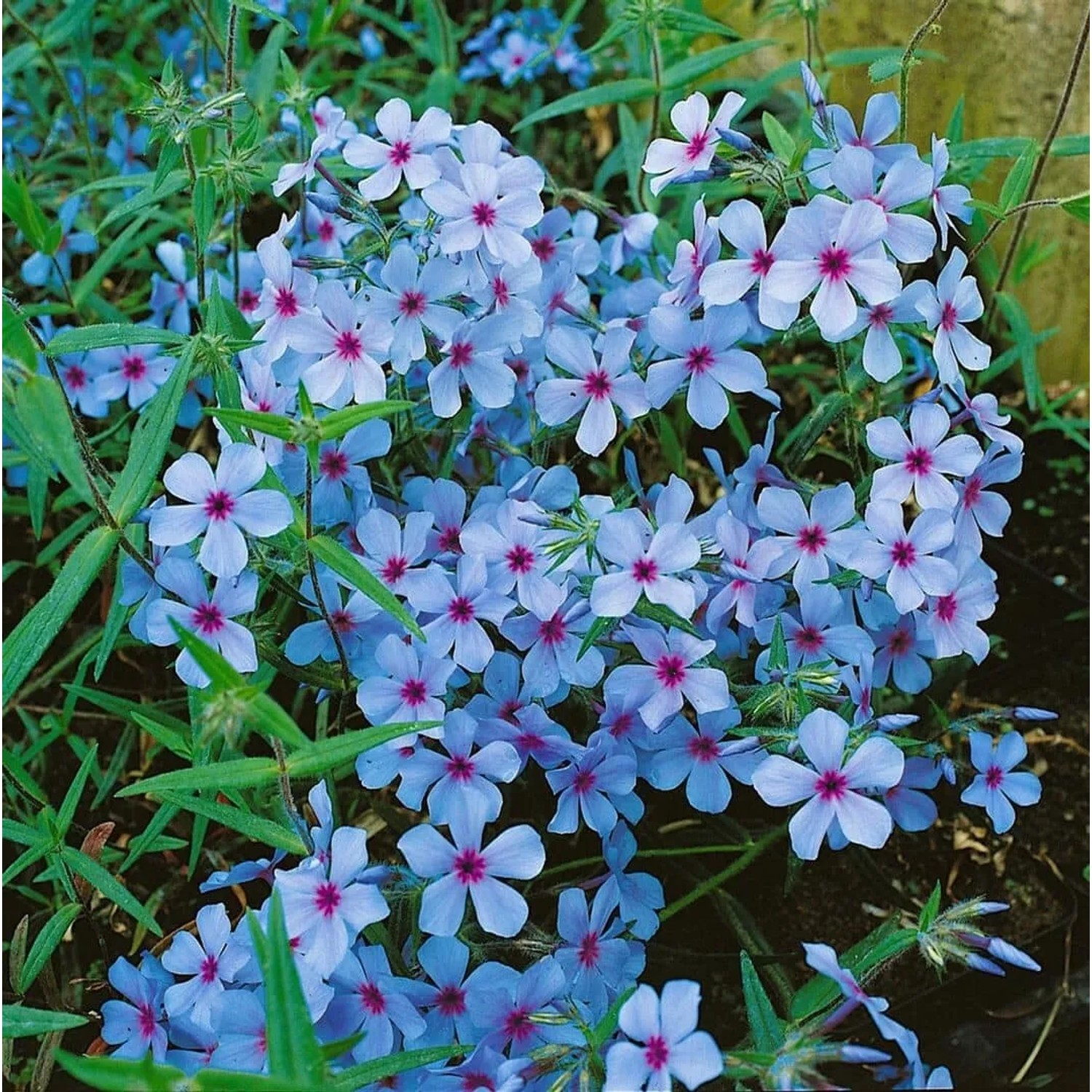 Blühender Waldphlox 'Chattahoochee' im 9x9 cm Topf, zarte, blaue Blüten mit pinkfarbenem Auge.