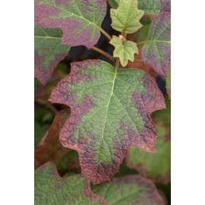 Detailaufnahme der Eichenblatthortensie 'Burgundy' mit grün-roten Blättern.
