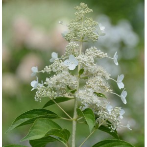 Rispenhortensie Kyushu mit weißen Blüten und grünen Blättern.