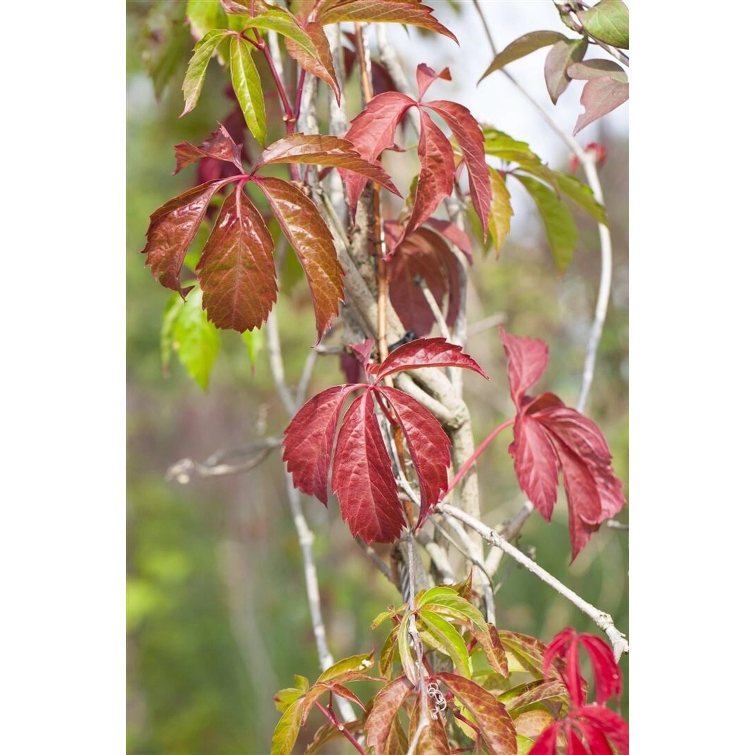 Parthenocissus Quinquefolia Engelmannii Wilder Wein 150–200 cm günstig online kaufen