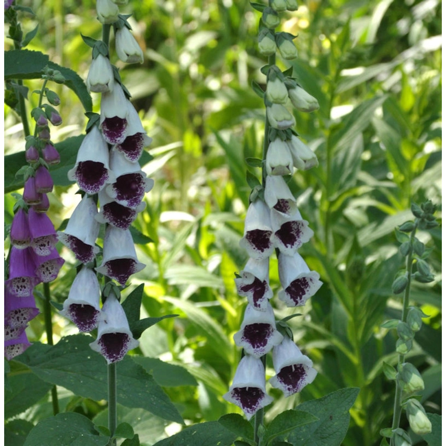 Fingerhut Pams Choice - Digitalis purpurea günstig online kaufen