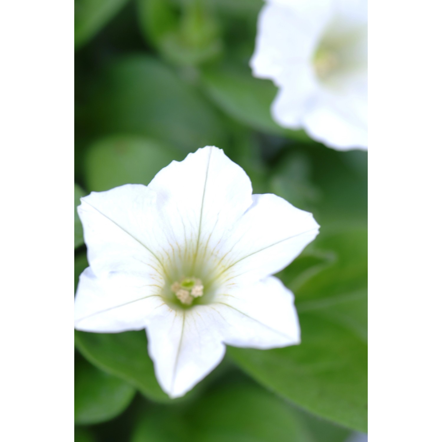Nahaufnahme einer weißen Petunie (Petunia grandiflora) aus dem 10er-Set.