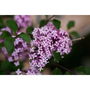 Nahaufnahme des blühenden Syringa Meyeri Flieder mit lila Blüten.