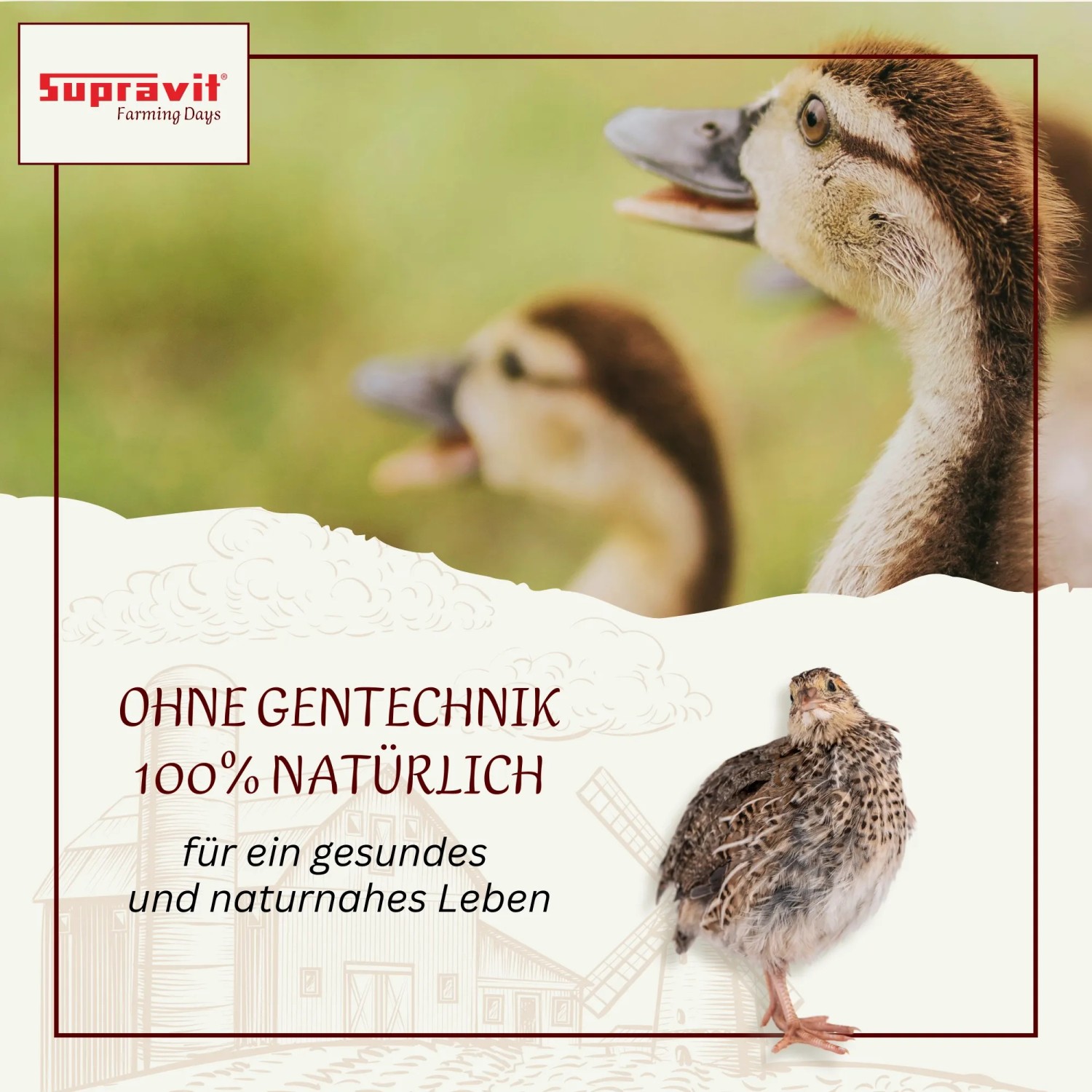 Supravit Geflügelkörnerfutter ohne Gentechnik Körnermischung für Geflügel_3