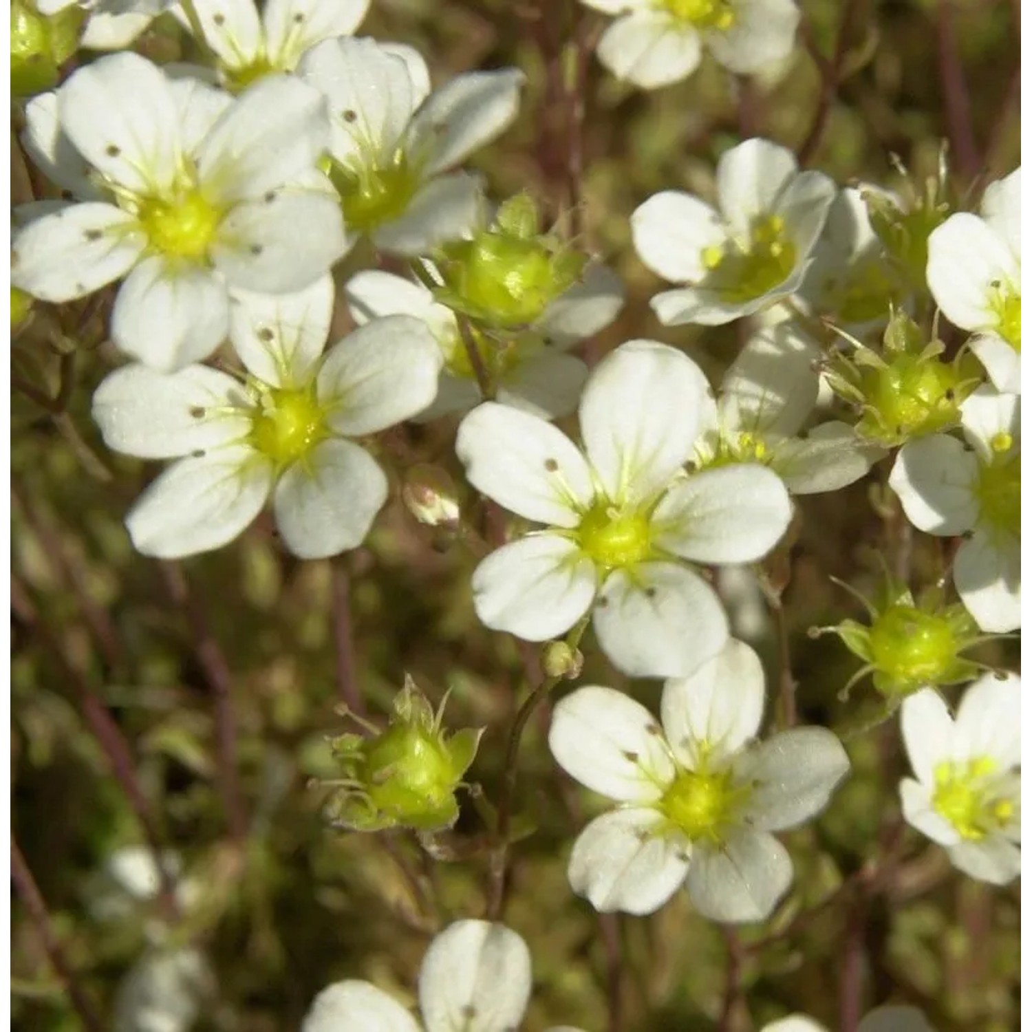 Moos-Steinbrech - Saxifraga hypnoides