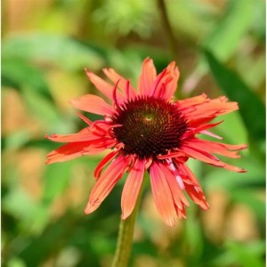 Nahaufnahme einer orangefarbenen Sonnenhut Hot Lava (Echinacea purpurea) Staude.