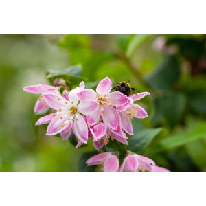 Nahaufnahme des rosa Maiblumenstrauchs 'Tourbillon Rouge' mit einer Hummel auf einer Blüte.