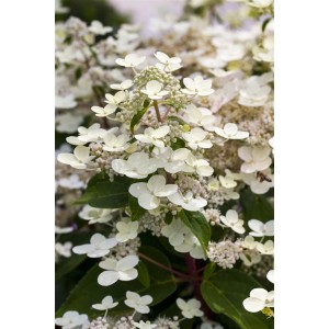 Nahaufnahme der Rispenhortensie Hydrangea Paniculata mit weißen Blüten.
