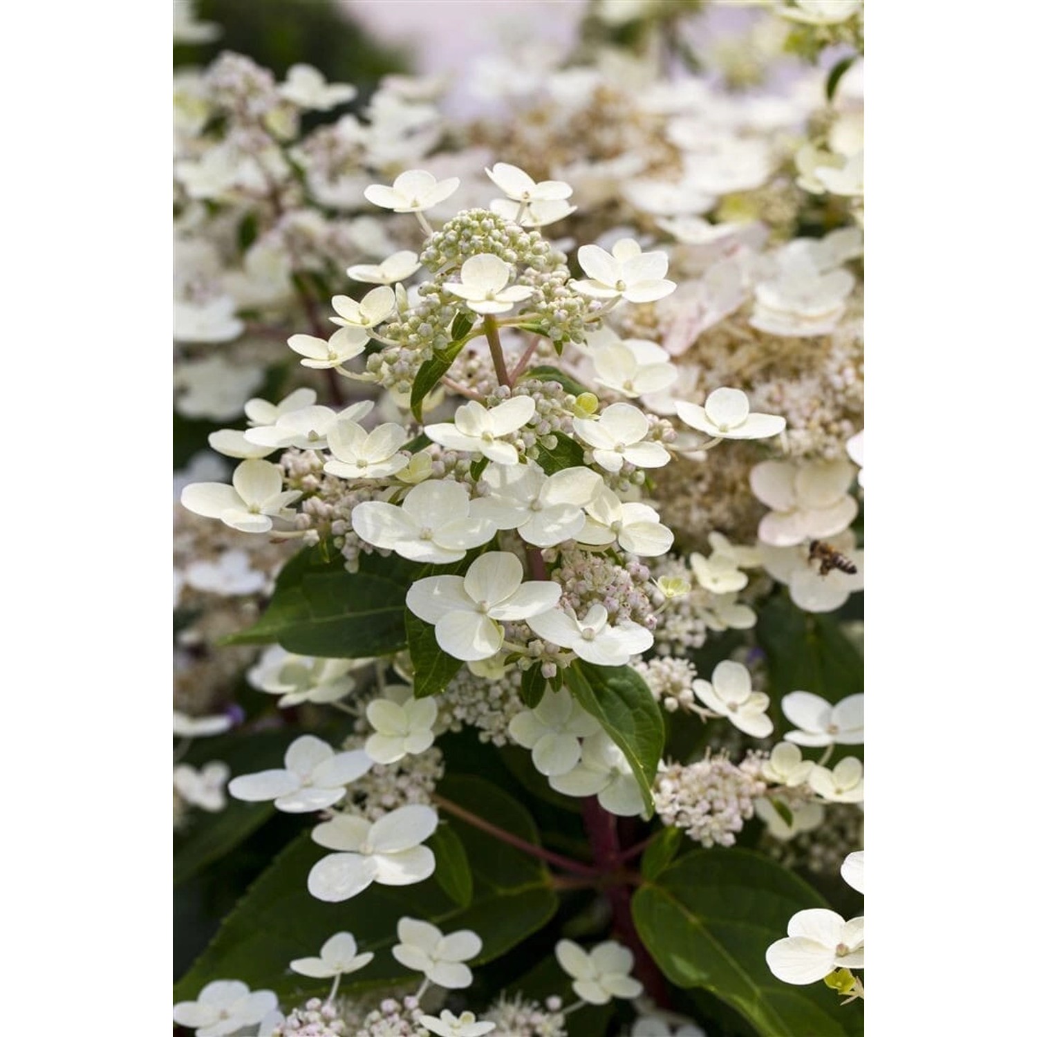 Hydrangea Paniculata Rispenhortensie 40-60 cm günstig online kaufen