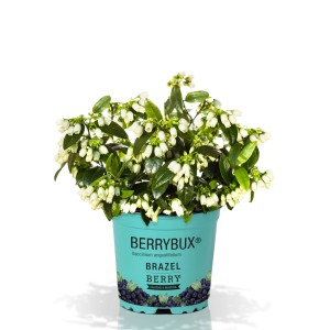 Garten-Heidelbeere Berry Bux im Topf mit weißen Blüten.