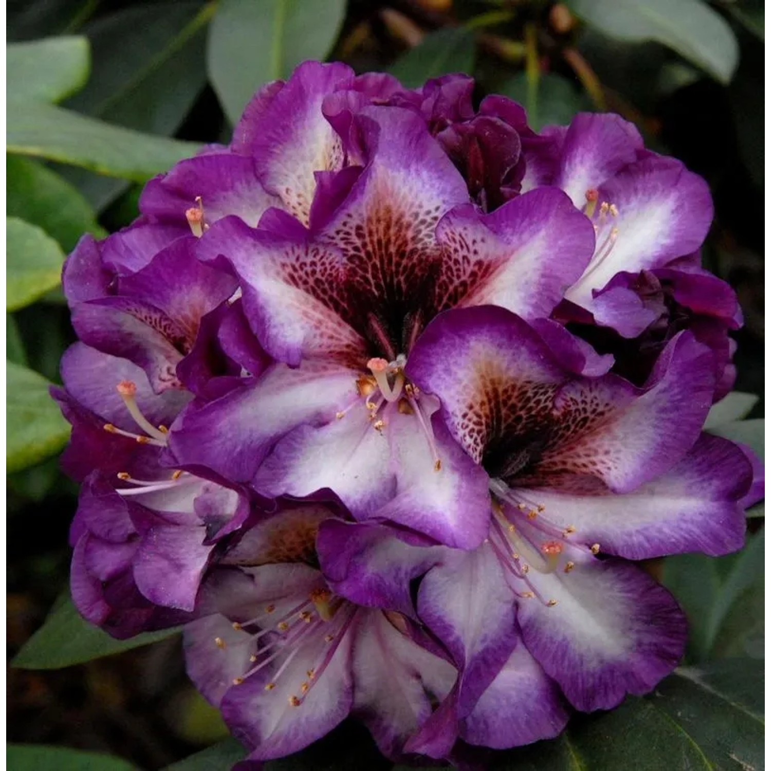 INKARHO - Großblumige Rhododendron Gunter Dinger 25-30cm - Alpenrose