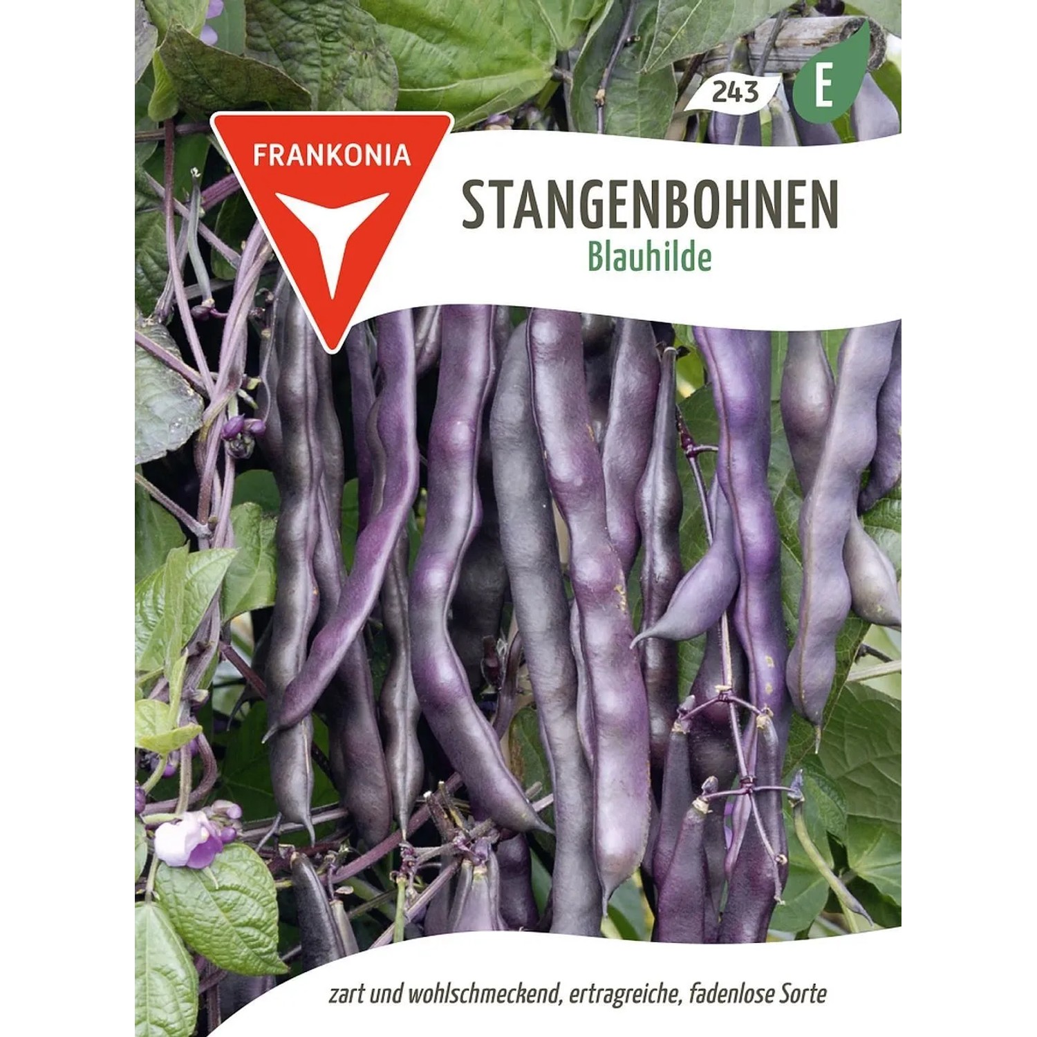 FRANKONIA Blaue Stangenbohne