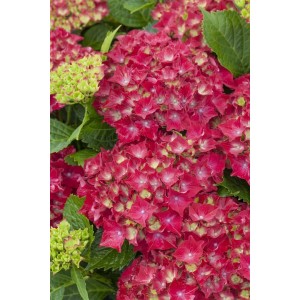 Nahaufnahme der roten Blüten der Hydrangea Macrophylla Bauernhortensie Royal Red.