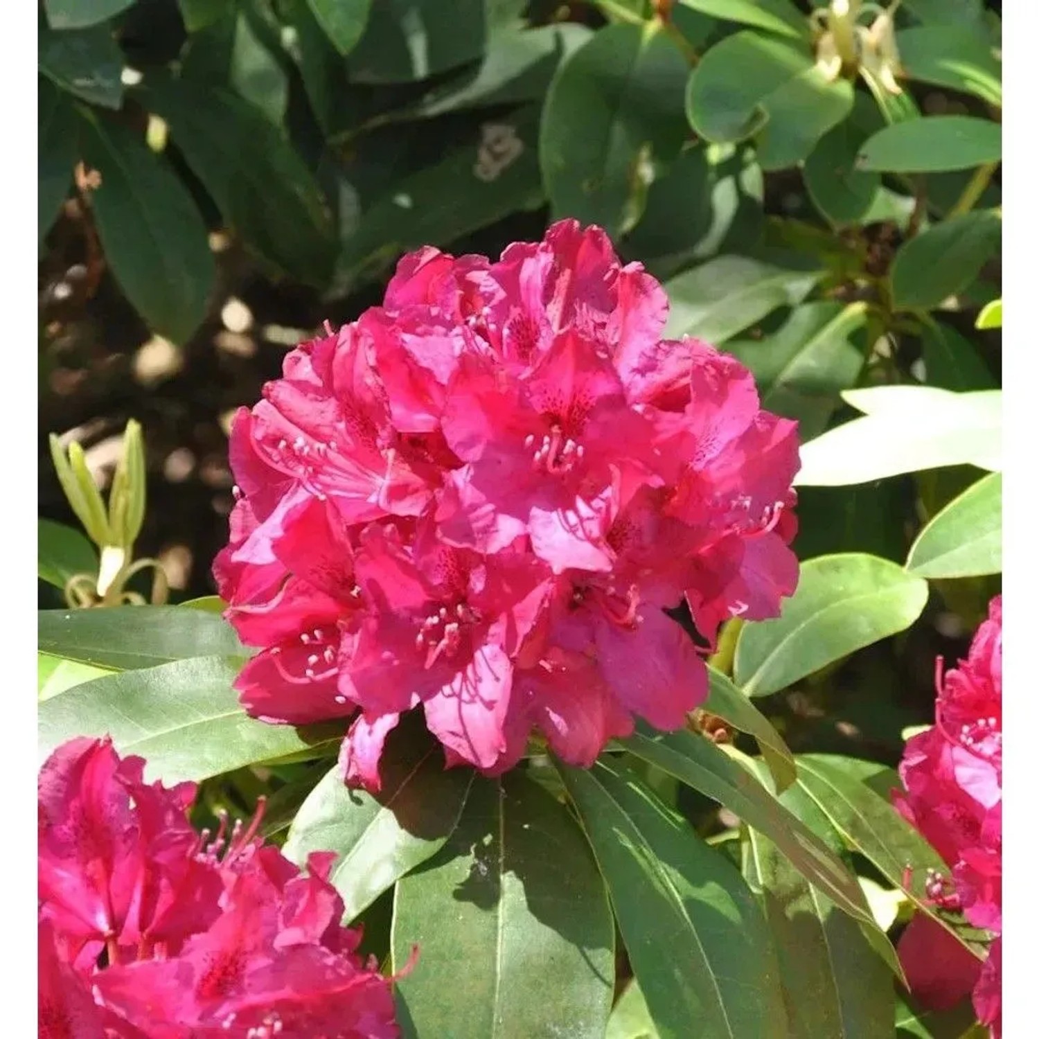 INKARHO - Großblumige Rhododendron Roland 30-40cm - Alpenrose