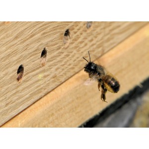 Wildbiene fliegt zu Neudorff Bienenhaus Nisthilfe aus Holz.