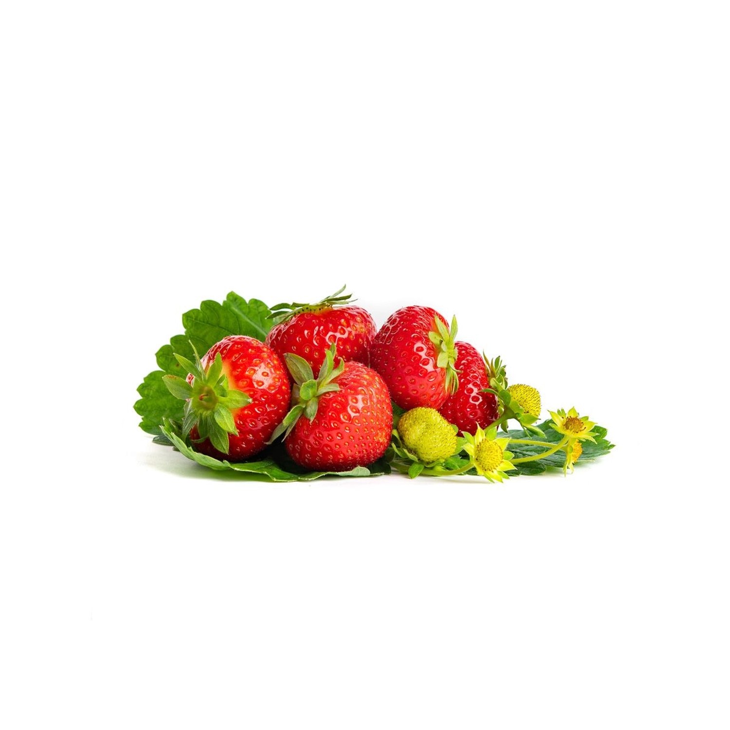 Erdbeerprofi Sonsation Erdbeeren 10 Frigo Topfpflanzen kaufen bei OBI