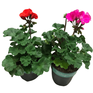 Stehende Geranien (rot, pink) im Mehrwegtopf, Topf-Ø ca. 12 cm. Balkonpflanzen für sonnige Standorte.