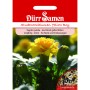 Dürr Samen Studentenblume Yellow Boy: Gelbe Tagetes patula Blüte im Detail.