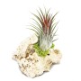 Exotenherz Tillandsie auf Sansibar-Rock, ca. 8-12cm, Zierpflanze für Innenräume.