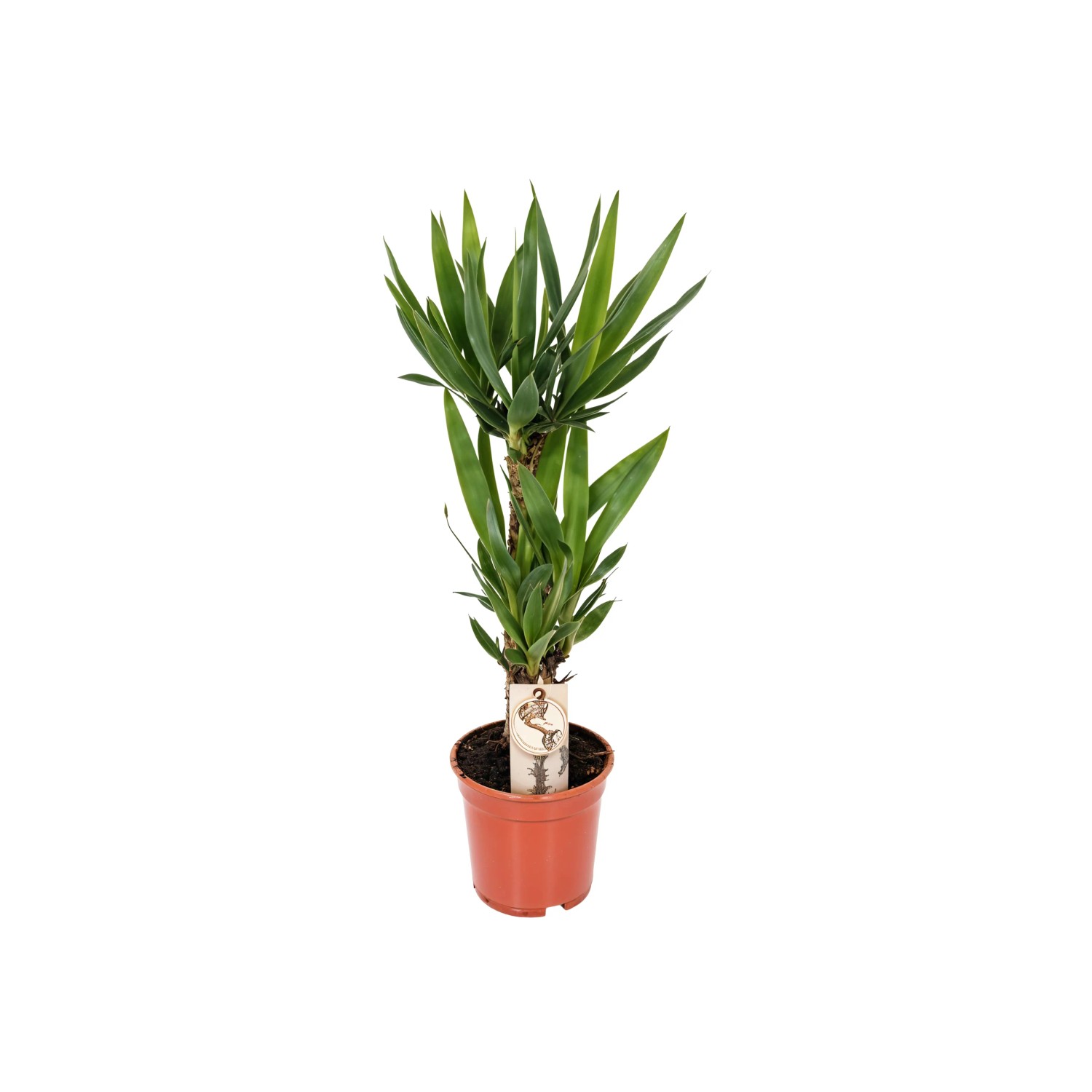 Yucca Palme 75 cm Topf  17 cm kaufen bei OBI