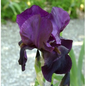 Schwertlilie Hello Darkness - Iris barbata