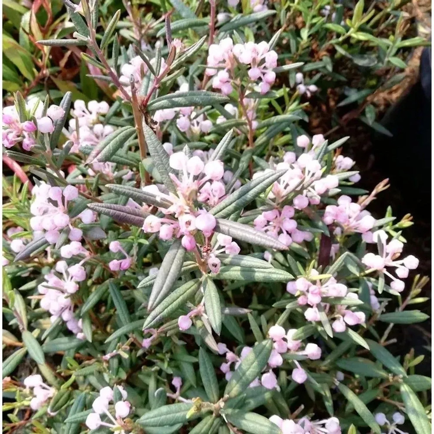 Lavendelheide Violet Viking - Andromeda polifolia