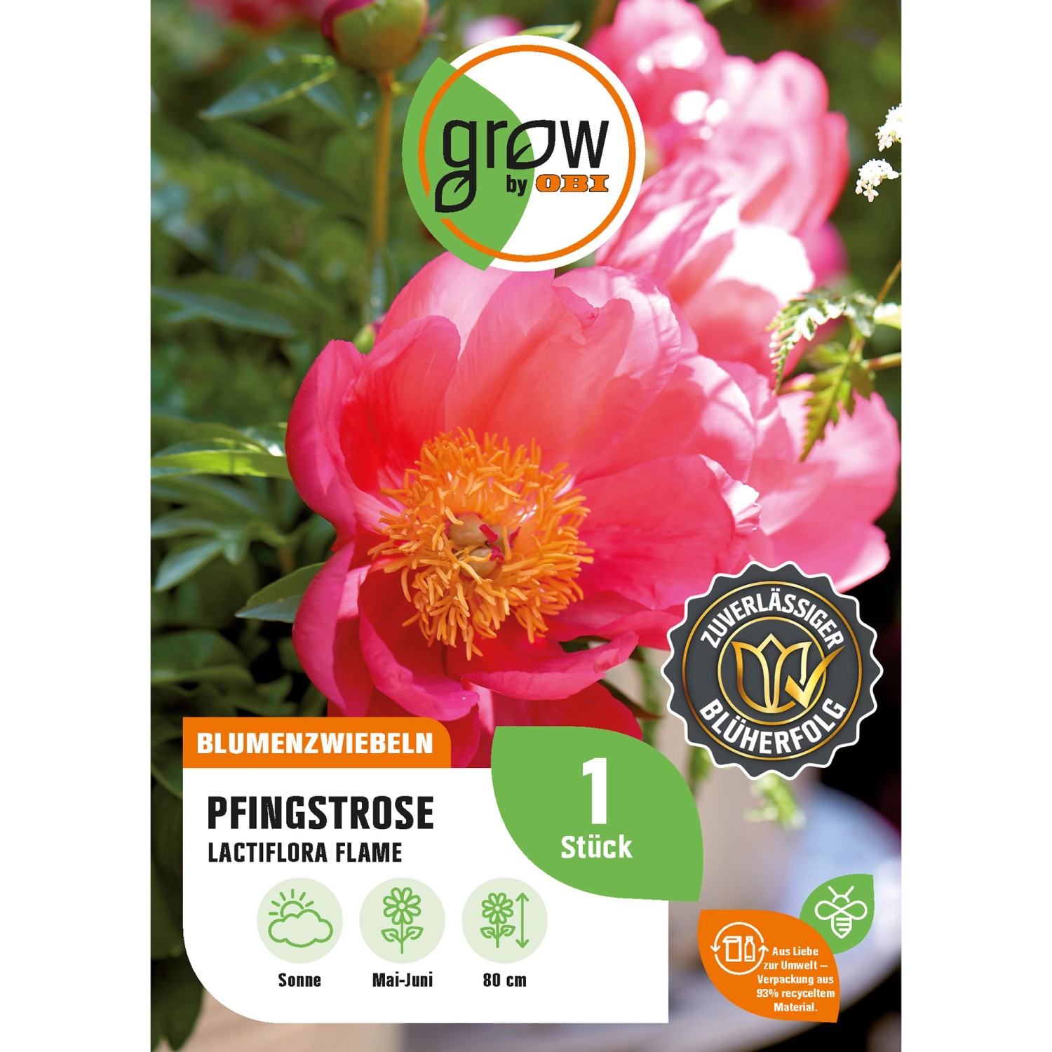 GROW by OBI Pfingstrose Lactiflora Flame Höhe ca. 80 cm Paeonia lactiflora günstig online kaufen