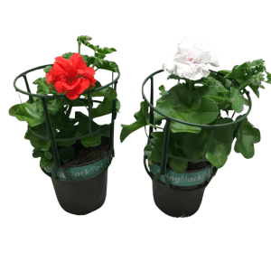 Hängende Geranien im Mehrwegtopf, rote und weiße Blüten, Topf-Ø ca. 12cm.