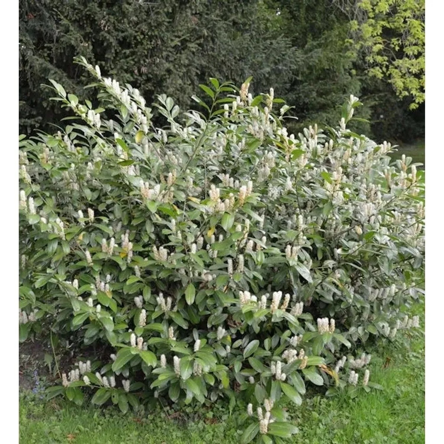 Zwerglorbeerkirsche Piri 25-30cm - Prunus,aurocerasus