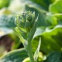 Junge, grüne Funkie (Hosta) mit weiß-bunten Blättern im Topf, Detailaufnahme.