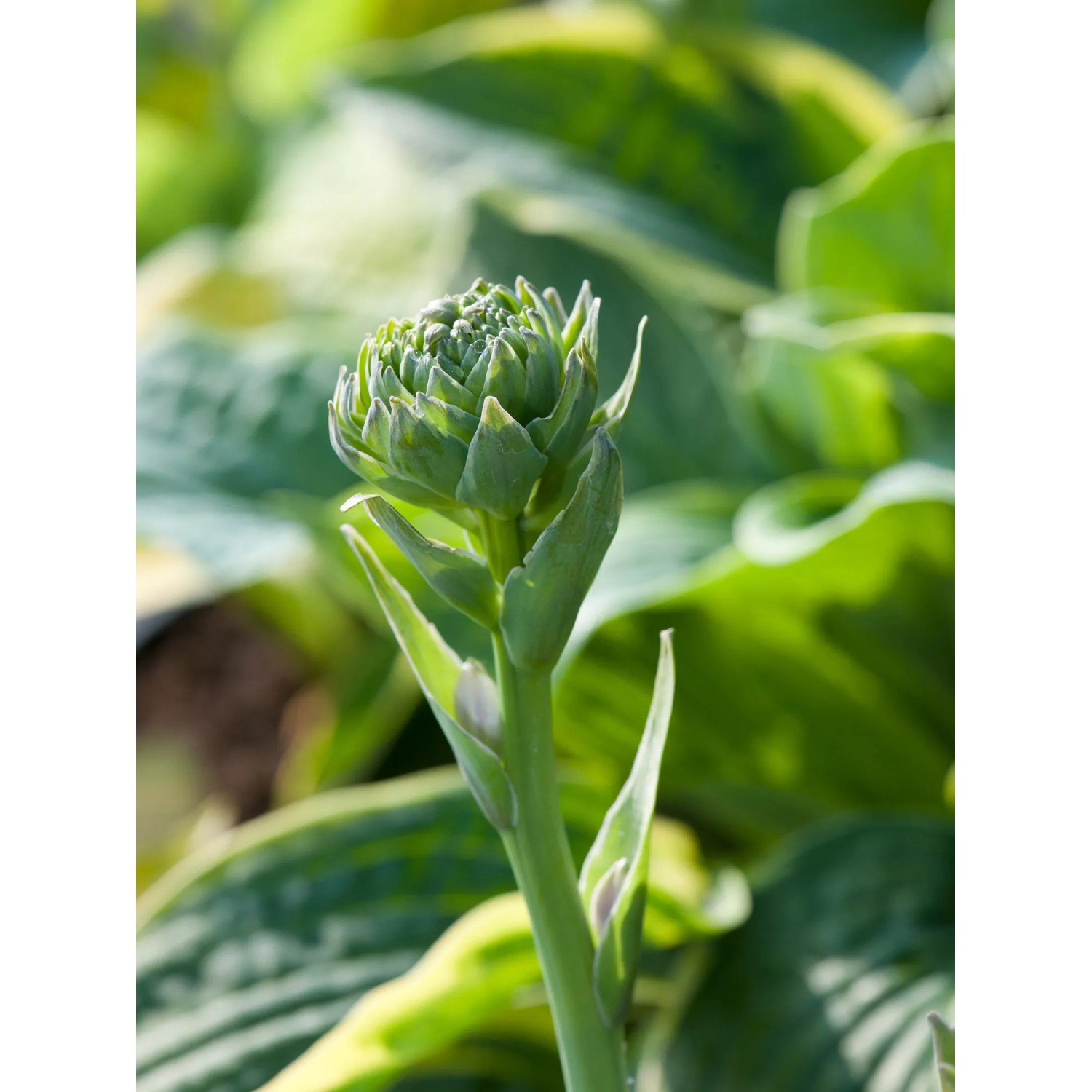 Junge, grüne Funkie (Hosta) mit weiß-bunten Blättern im Topf, Detailaufnahme.