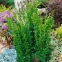 Buchsbaum 'Graham Blandy', 100-125 cm, als Heckenpflanze im Gartenbeet.