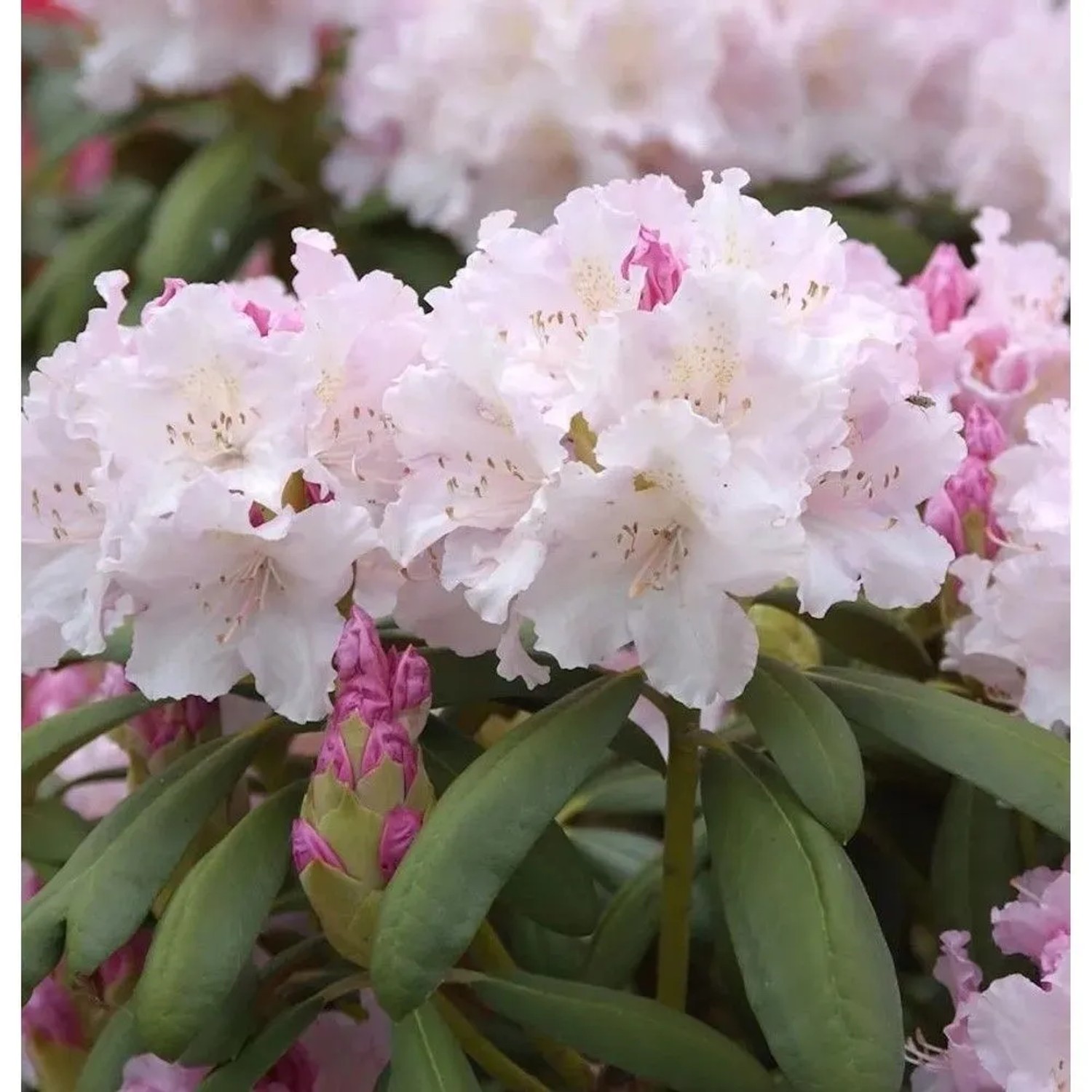 Rhododendron Schneewolke 30-40cm - Rhododendron Yakushimanum