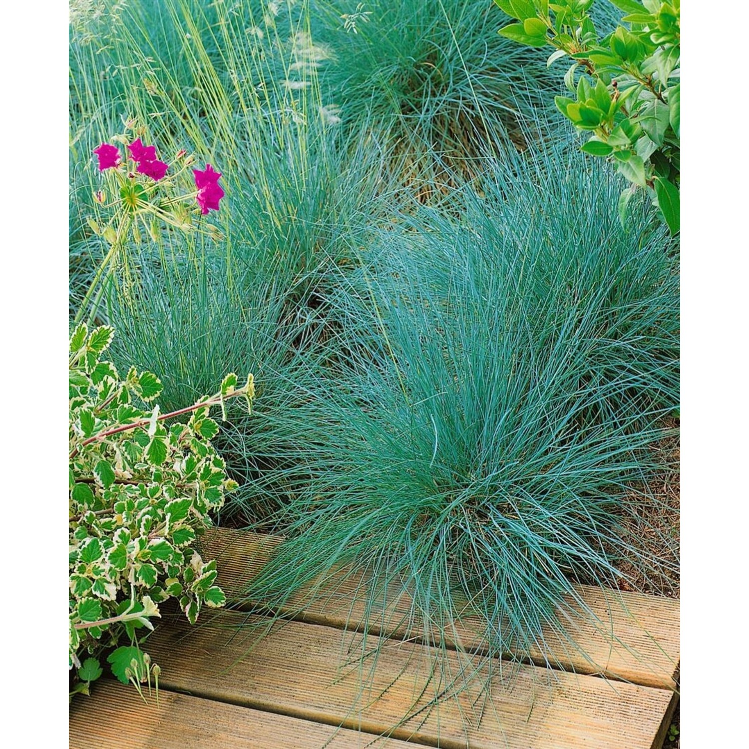 Festuca Amethystina Blauschwingel Ca. 9x9 cm Topf günstig online kaufen