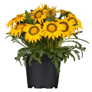Mittagsgold Big Kisses im Topf: Gelbe Gazanie mit dunkler Mitte, ca. 10-20 cm hoch.