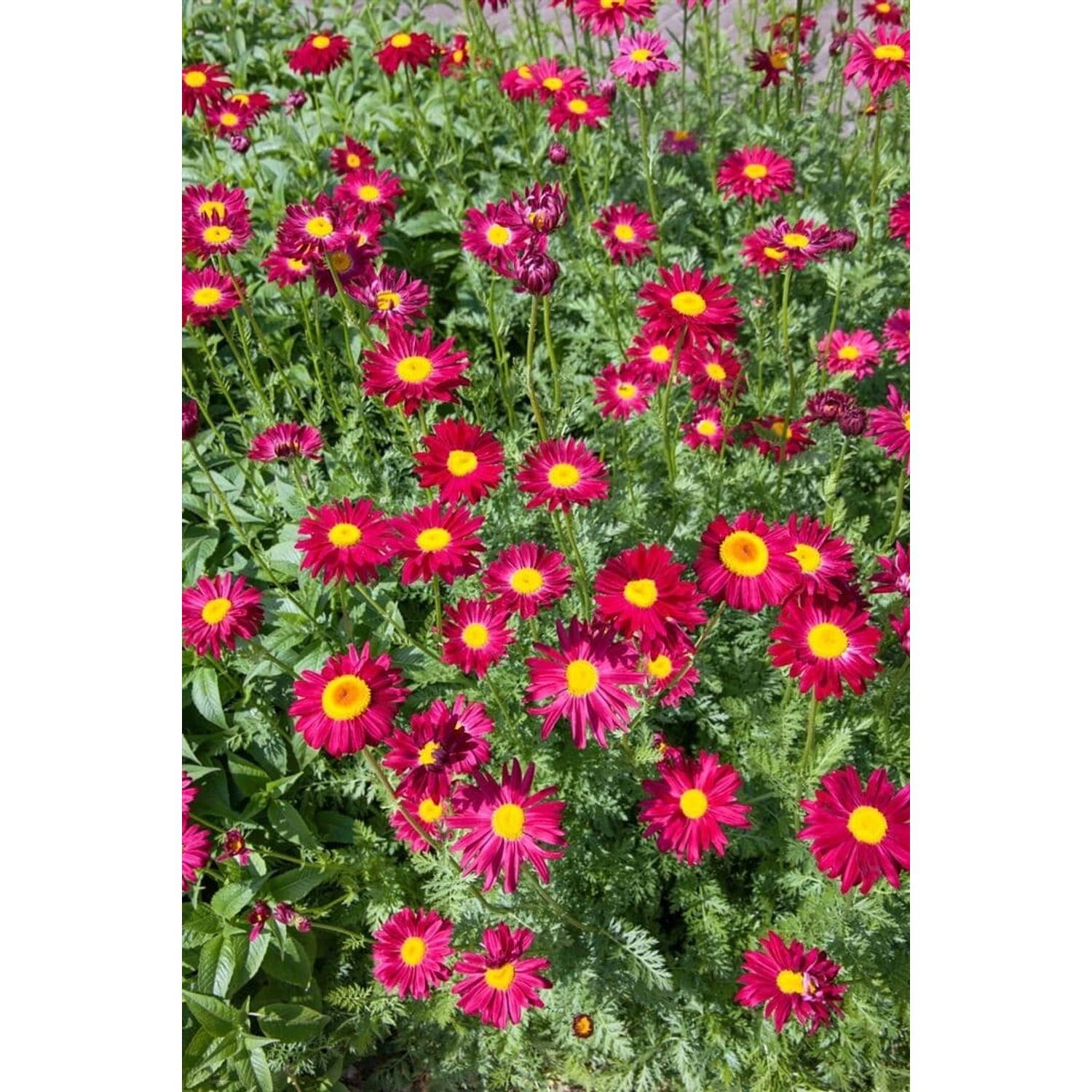Tanacetum Coccineum Robinsons Rot Malerblume Ca. 9x9 cm Topf günstig online kaufen