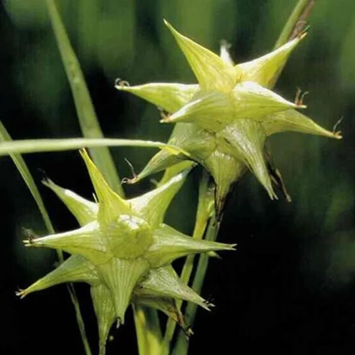 6 x Morgenstern-Segge Carex grayi Topf 9cm Schnittblume