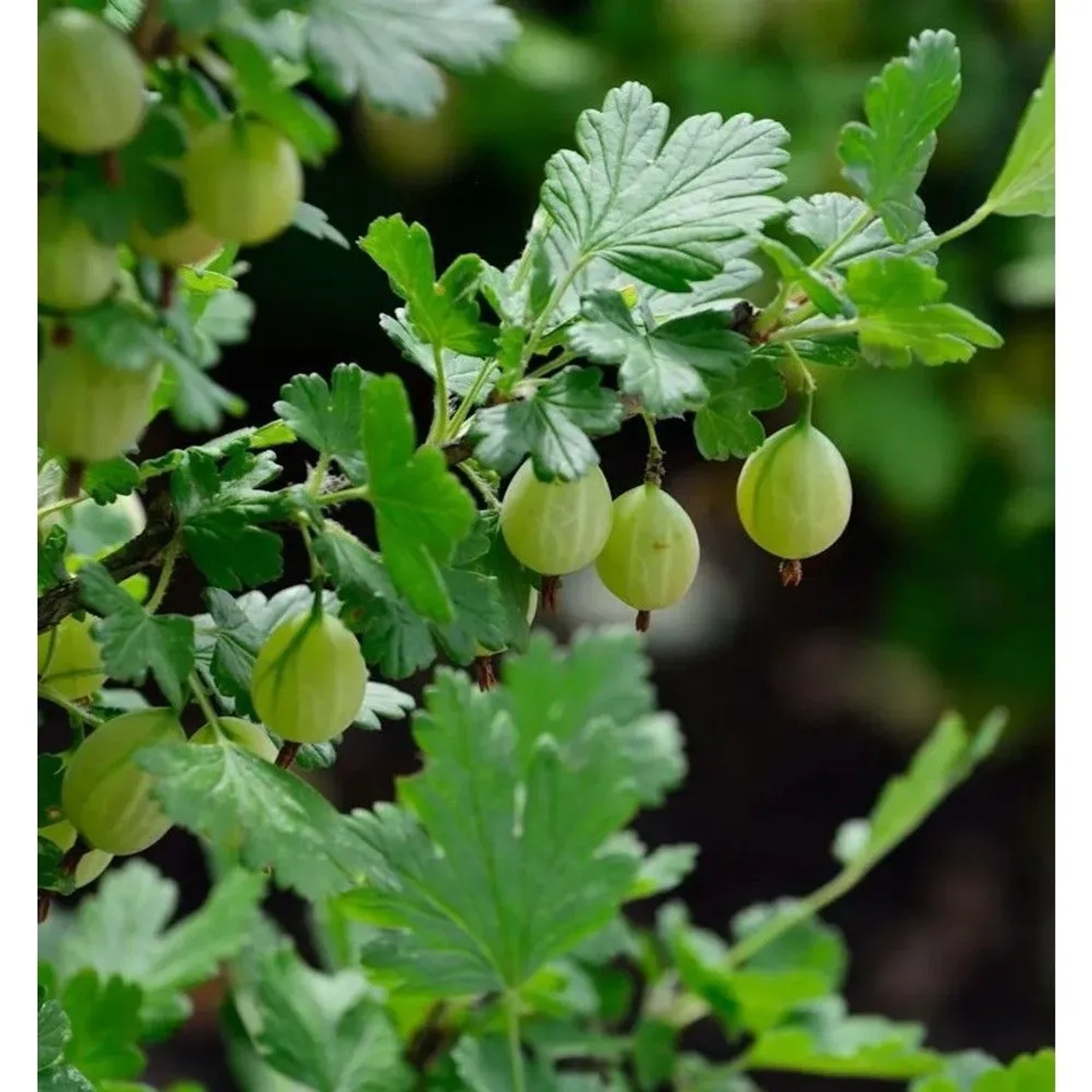 Hochstamm Stachelbeere grün 60-80cm - Ribes uva-crispa