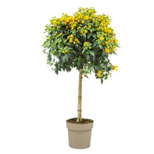 Wandelröschen Stamm (Lantana camara) im Topf, ca. 80 cm hoch, mit gelben Blüten.