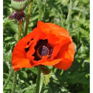 Leuchtend roter Türkischer Mohn 'Brilliant' (Papaver orientale) im Garten.