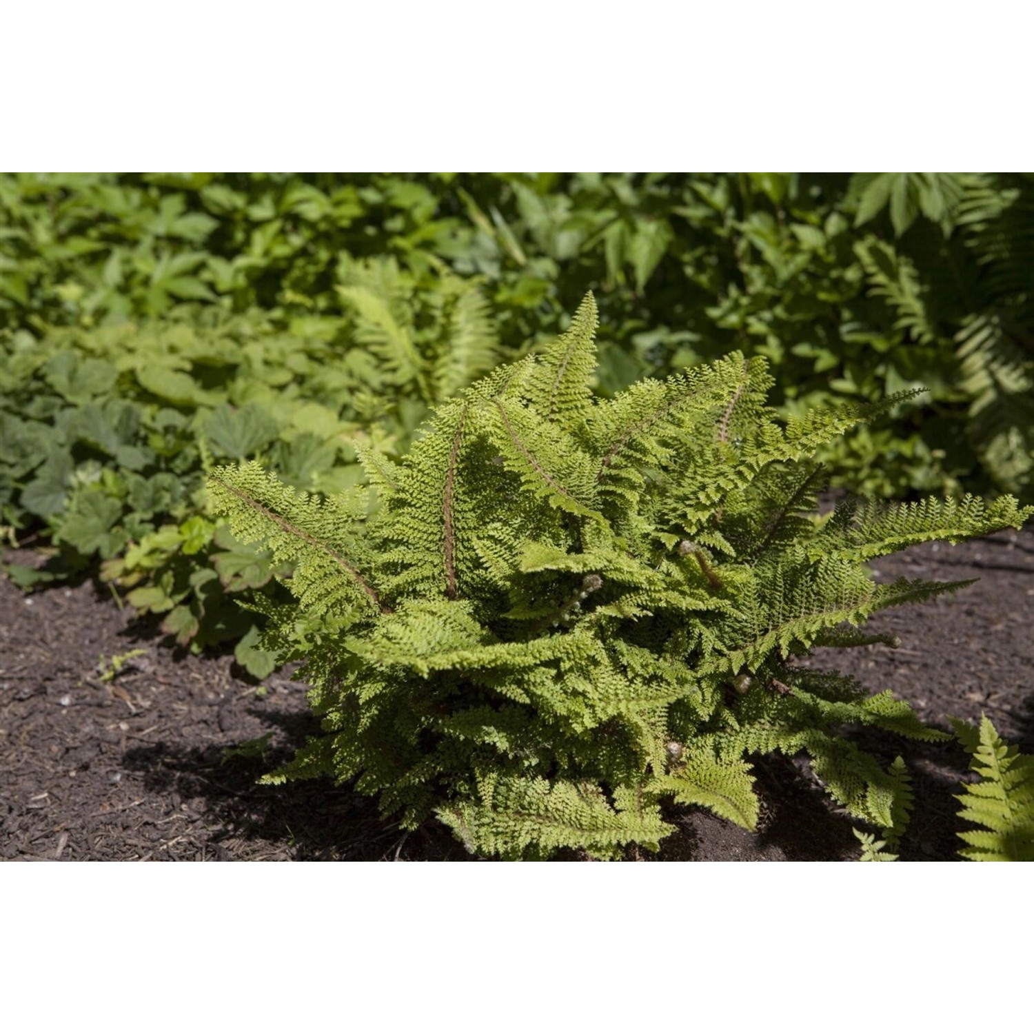 Polystichum Setiferum Plumosum Densum Filigranfarn 40–60 cm günstig online kaufen