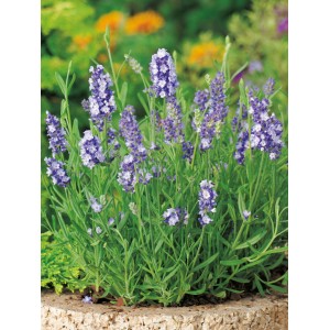 Blühender Lavendel Felice (Lavandula angustifolia) im Topf, violette Blüten und grüne Blätter.