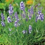 Blühender Lavendel Felice (Lavandula angustifolia) im Topf, violette Blüten und grüne Blätter.