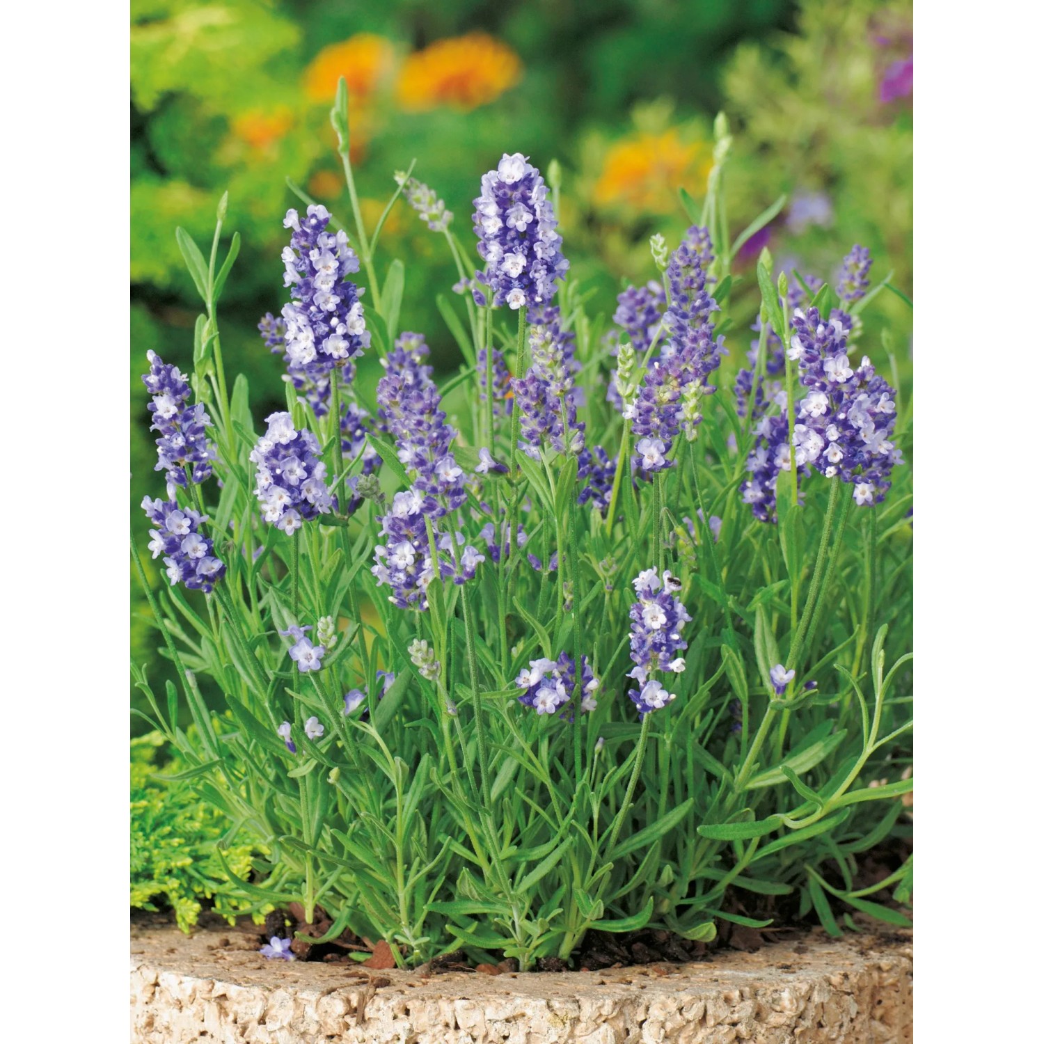 Blühender Lavendel Felice (Lavandula angustifolia) im Topf, violette Blüten und grüne Blätter.