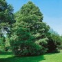 Katsurabaum (Cercidiphyllum japonicum), 60-100 cm, mit grünen Blättern im Garten.