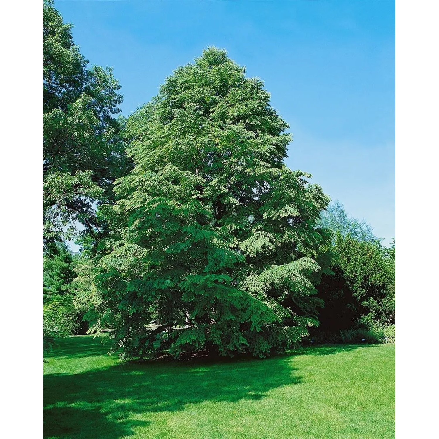 Katsurabaum (Cercidiphyllum japonicum), 60-100 cm, mit grünen Blättern im Garten.
